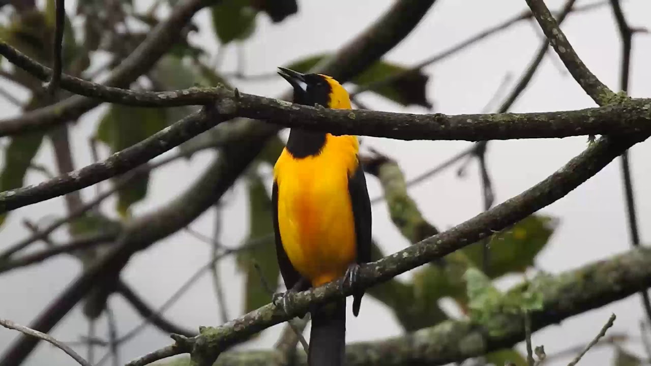 TURPIAL MONTA&Ntilde;ERO CANTANDO l Icterus chrysater l Emplumagem