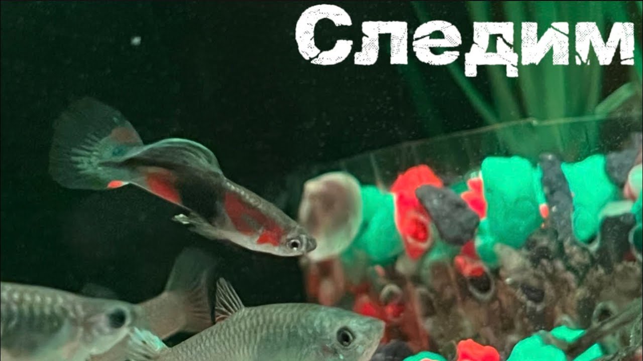 #аквариум #рыба 