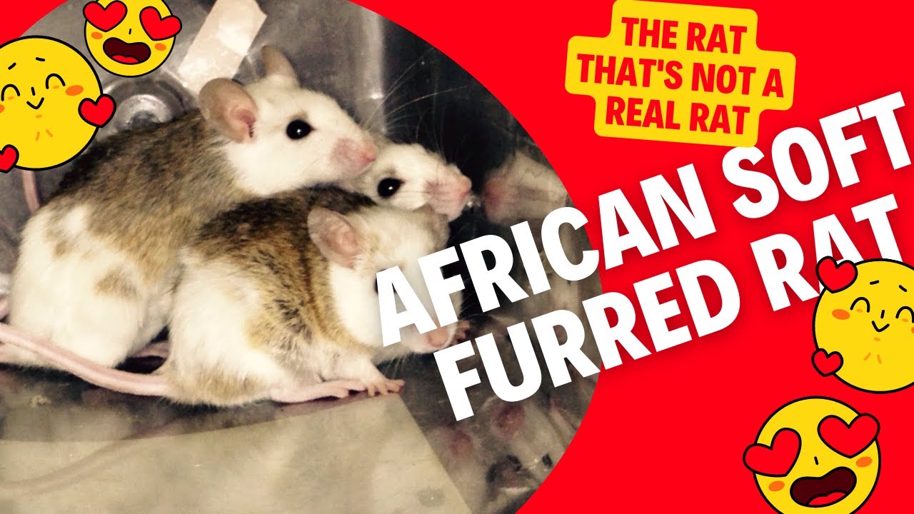 African Soft Fur Rat | Perhaps the Perfect Pet for You?
