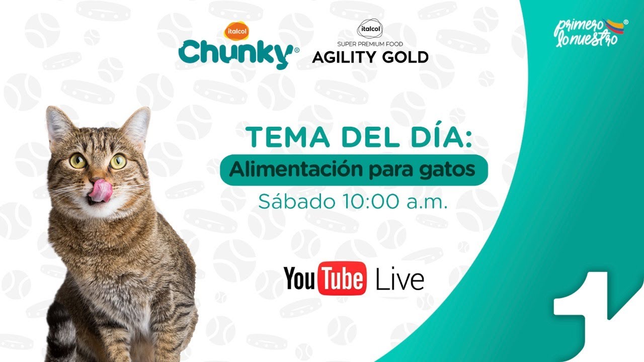 Todo sobre la alimentación de los gatos