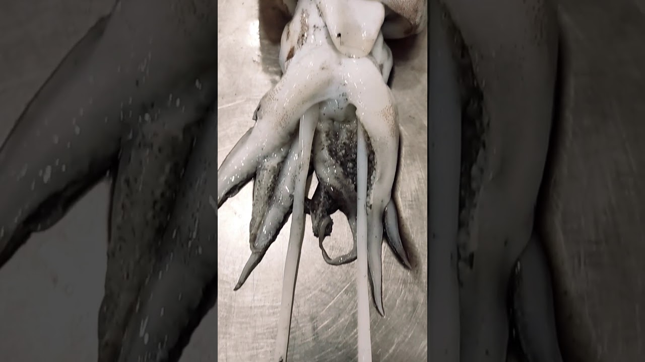 Marine life _ Cuttle fish _  ( Sepiidae )