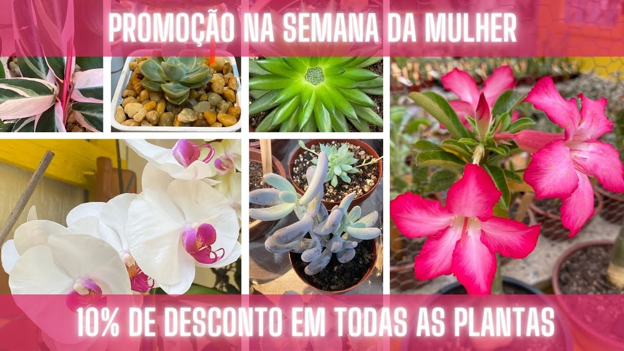 Promoção na Semana da Mulher - Nossa Vida é sem Frescuras!