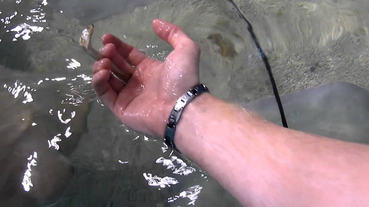 Feeding the rays at Tropicana Field's touch tank