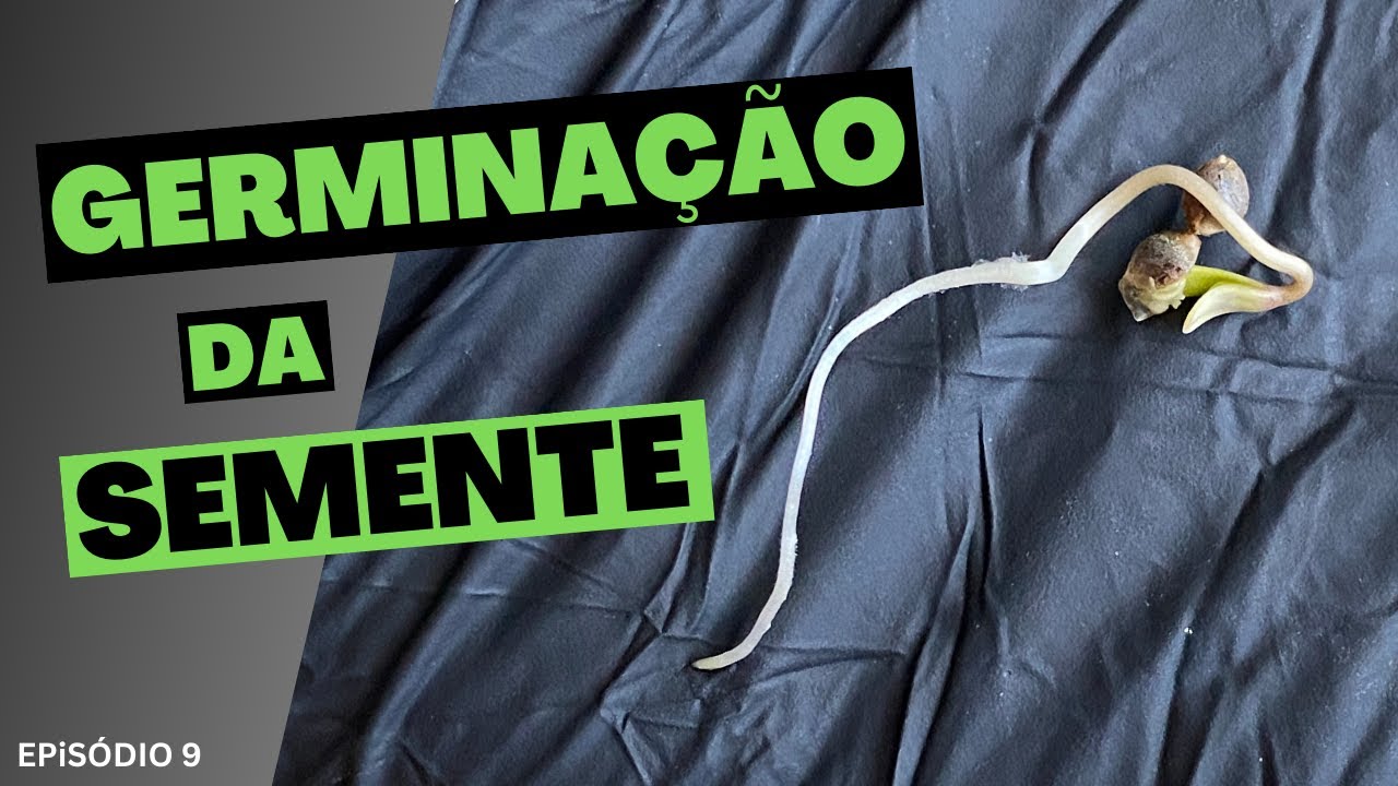 GERMINA&Ccedil;&Atilde;O DA SEMENTE - Cultivo Cannabis Medicinal
