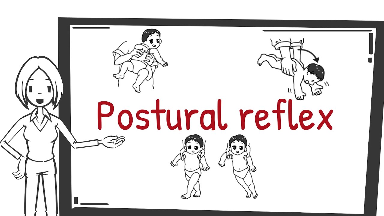 Postural reflexes(Postural response)