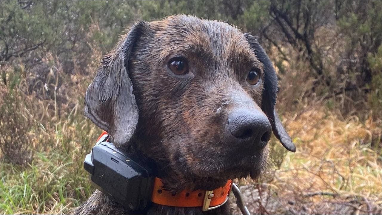 QUANDO PIOVE E TIRA VENTO, IL CACCIATORE PERDE TEMPO MA GIOTTO E ROLEX SONO WATERPROOF | SEGUGI🐗❤️