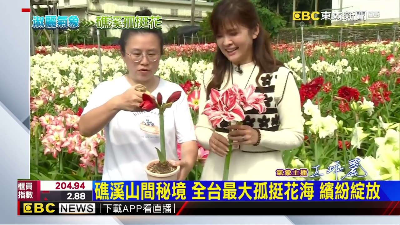 【淑麗趴趴GO】海外來取經! 亞洲最大孤挺花培育中心在這@newsebc