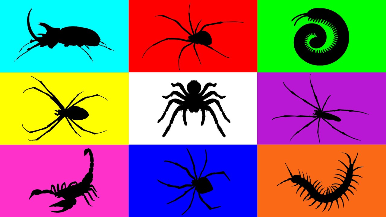 Insect: Spider, Tarantula, Scorpion, Centipede, Milipede, Beetle