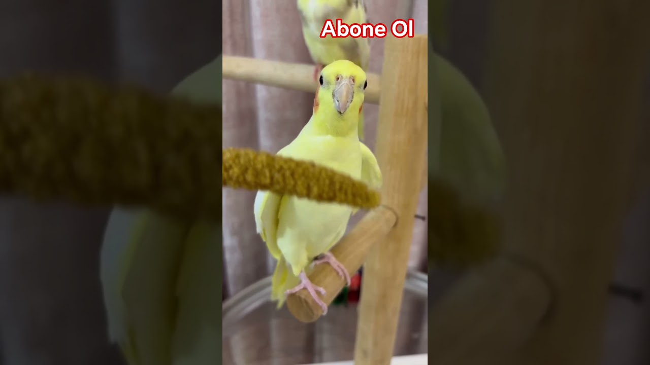 Korella tutuquşu səsi .Sultan papağanı sesi #sultanpapağnı #sultanpapağanıkonuşması #sultanpapağanı