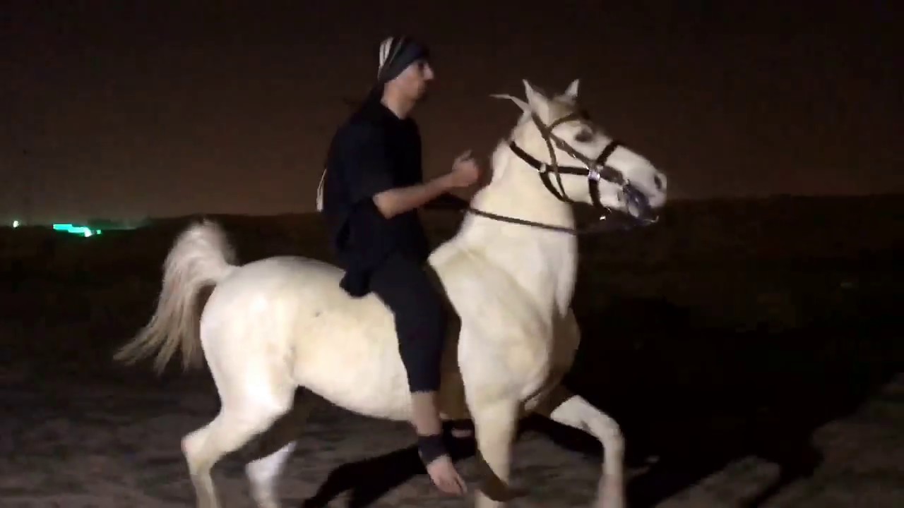 شرح عام عن ركوب الخيل / الجزء الأول / Horse back riding lessons for beginners