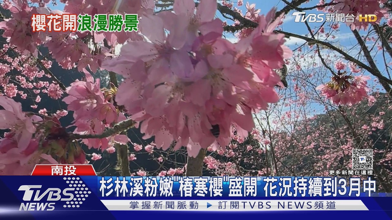 櫻花季來了! 杉林溪.武陵.泰安所花況一次看｜TVBS新聞 @TVBSNEWS01