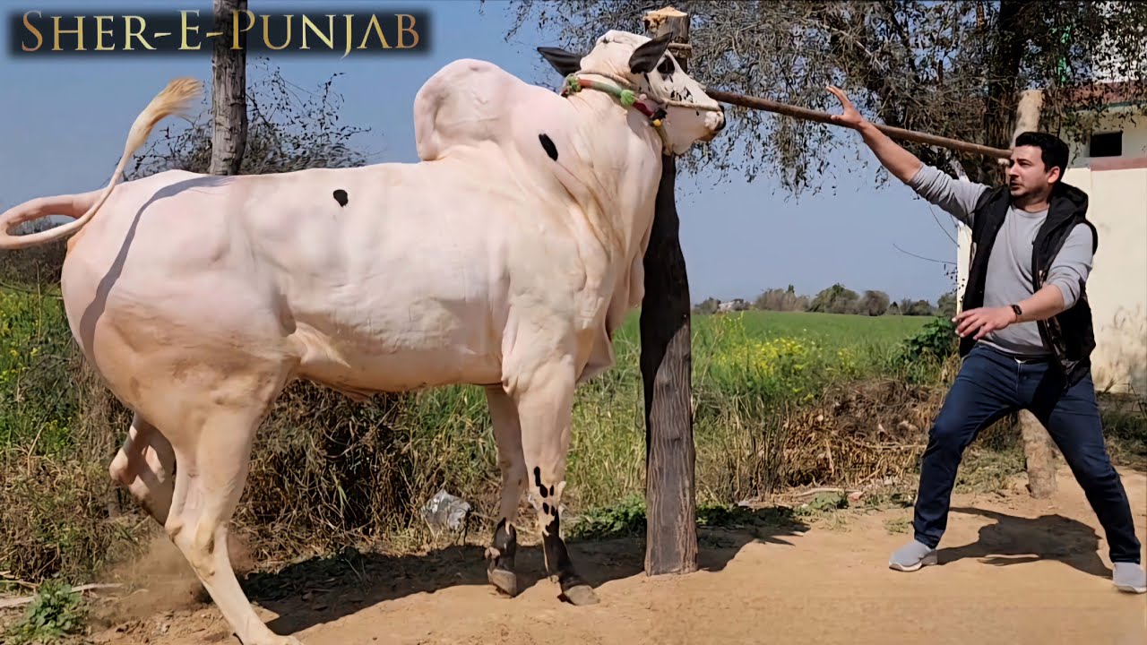 Dera Fouji Sultan Mirwal - Extremely Dangerous Fateh Jang Bulls 2024 - Bakra Mandi 2023- JNTV Series