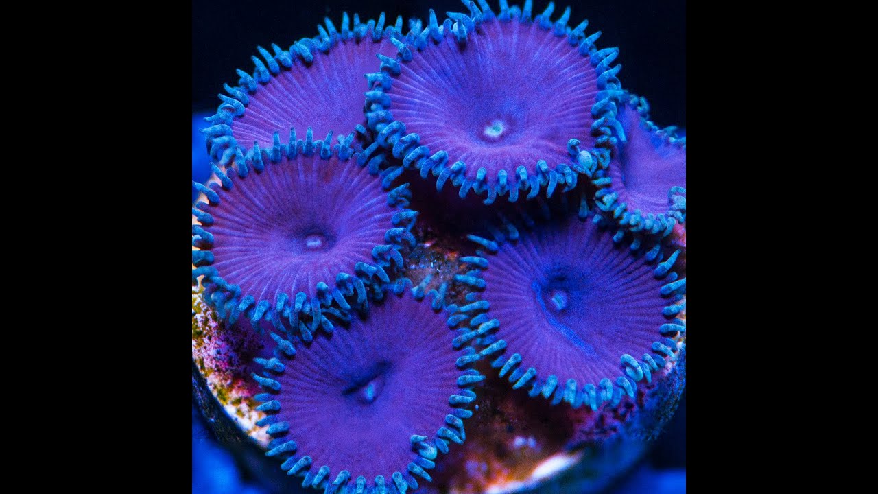 Lets talk Palytoxin be safe!