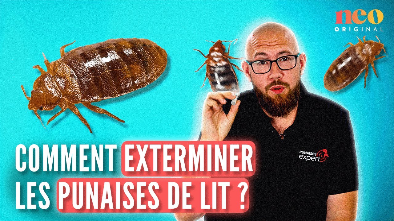 Romain, exterminateur de punaises de lit, dévoile sa méthode pour s’en débarrasser