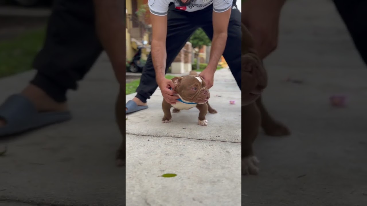 GOOMBA 🍄 The Smallest Nano Micro Exotic Bully I Have Seen 🤩 #americanbully #bully #puppy #bulldog