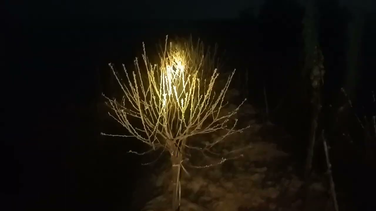 E mới suong lá xong ạ hành đào cành moi các bác đi chợ Tết a số điện thoại của e 0961391518