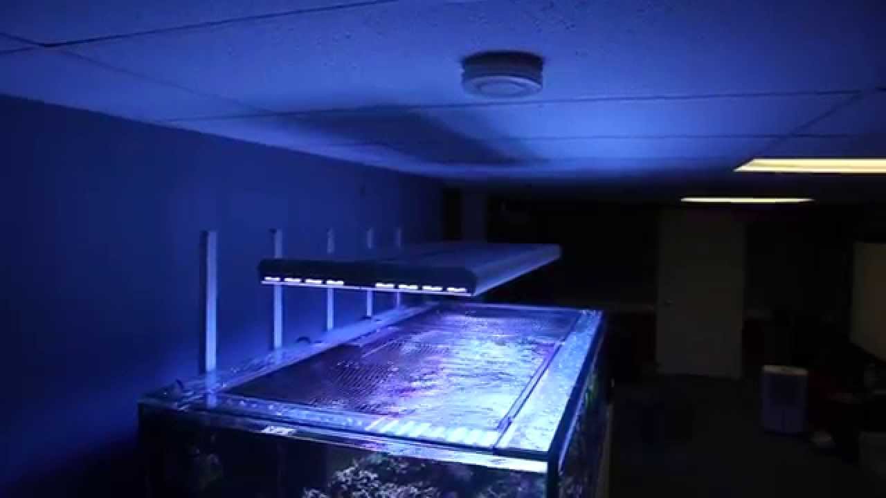 An update on Paul's 240-gallon SPS Reef Tank
