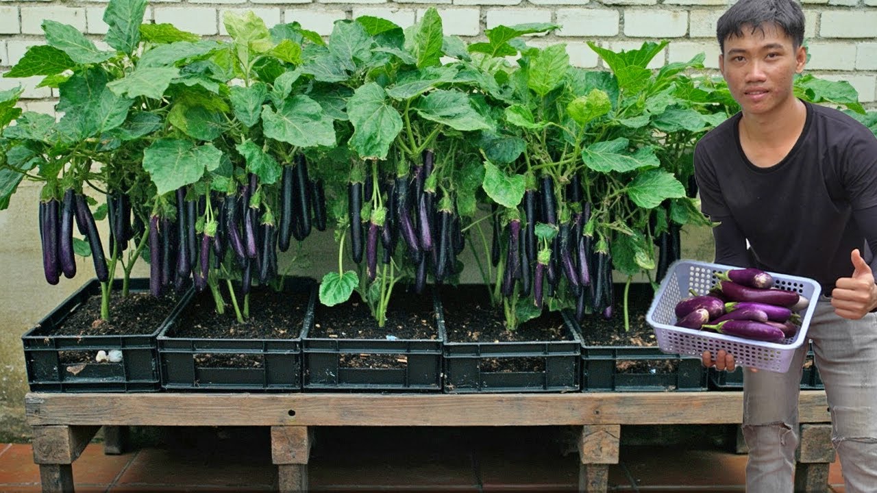 Growing eggplant and preparing dishes that lower blood sugar levels  This fruit is a real treasure