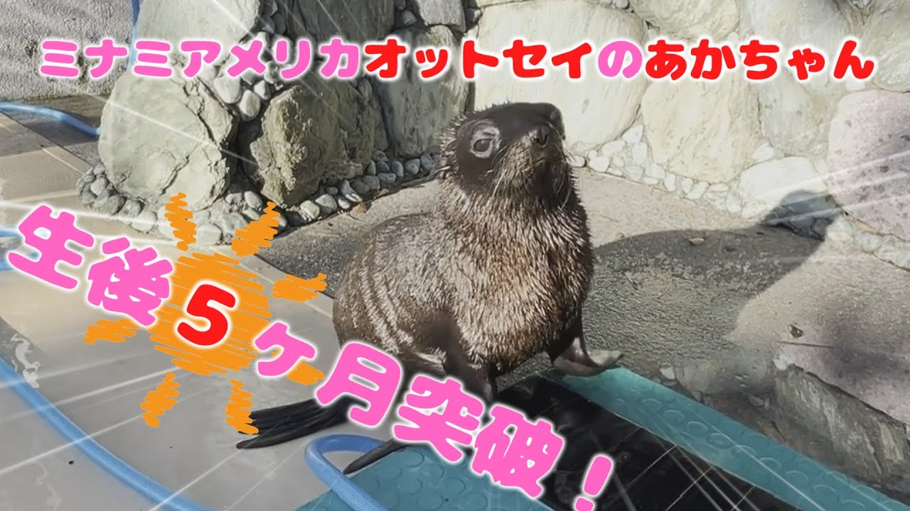 オットセイのあかちゃん生後5ヵ月突破！！【ミナミアメリカオットセイ】