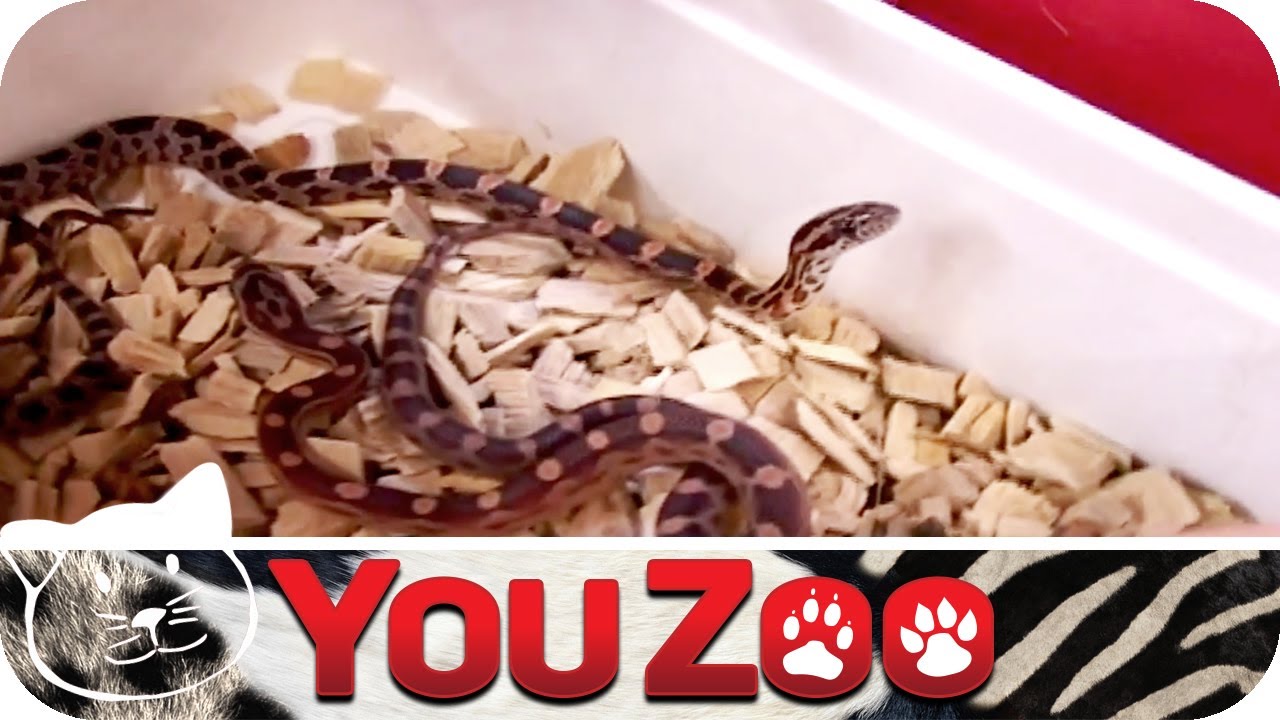 Tierhandlung XXL (2) | YouZoo