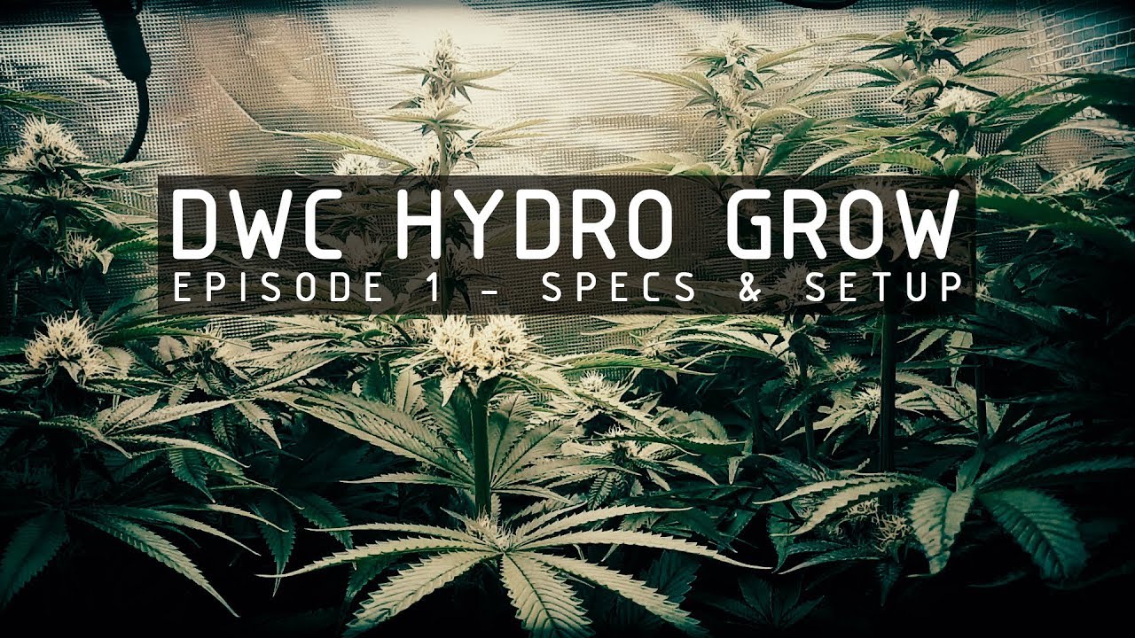 DWC Hydroponic Cannabis Grow Ep 1. System Specs & Setup