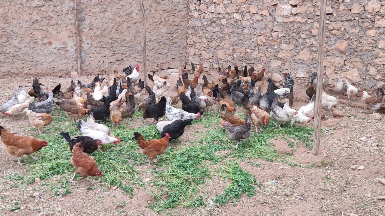 تربية الدجاج:  حصيلة البيض 🥚🥚 من 100 دجاجة بياضة 🐓🐓 والقيام بعملية الميراج الدجاجة القارقة 🐓🐓