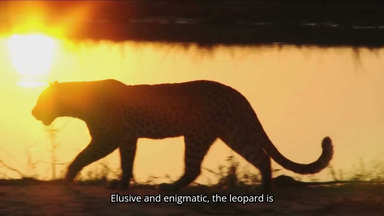 Paws and Poop a short film by Shaillendra Singh Deora MSc Wildlife Conservation Action Programme.
