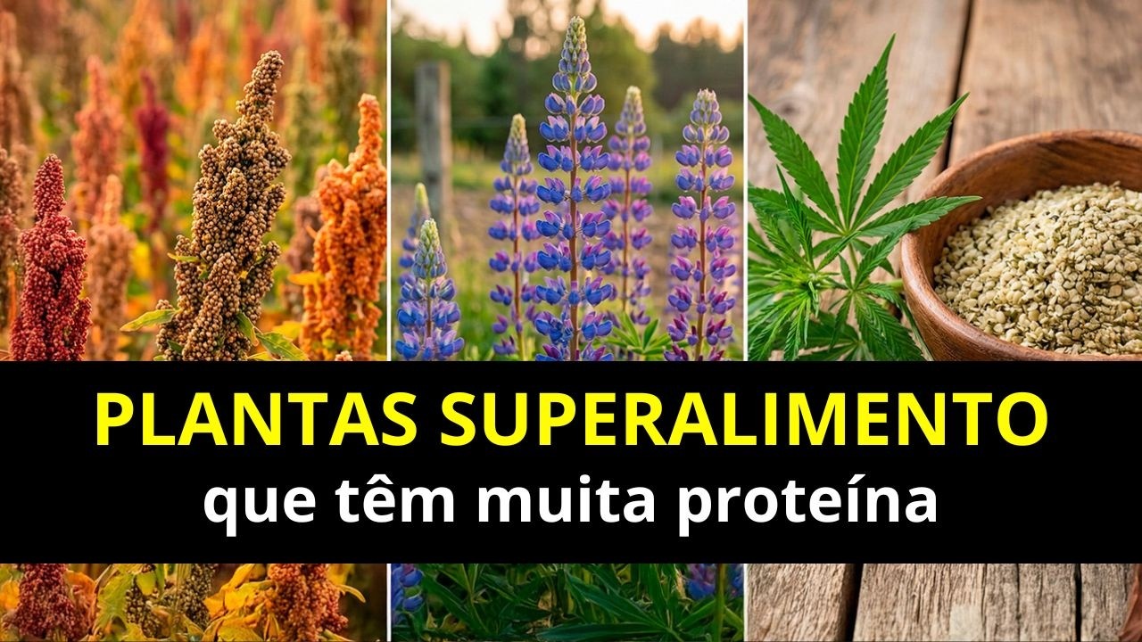 20 Plantas Superalimentares com Mais Proteínas do que a Carne