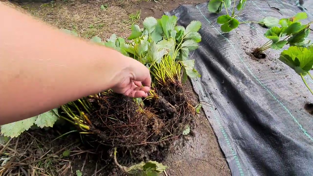 Ciekawy sposób sadzenia truskawek