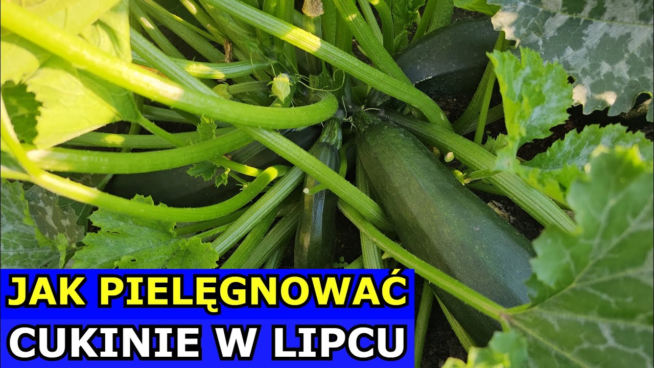 Jak Pielęgnować Cukinie w Lipcu, aby DOBRZE PLONOWAŁA. Usuwanie Liści, Oprysk, Nawożenie, Podlewanie