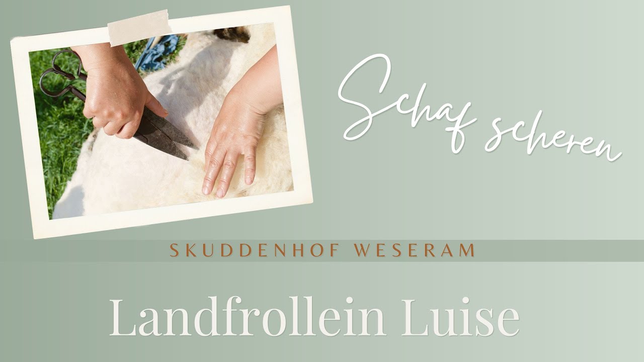 altes Handwerk - Schafe von Hand scheren - Selbstversorger Wolle mit Landfrollein Luise