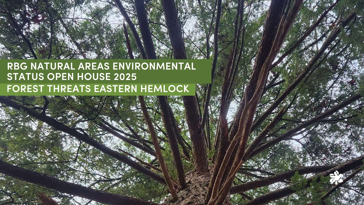3: Forest Threats Eastern Hemlock