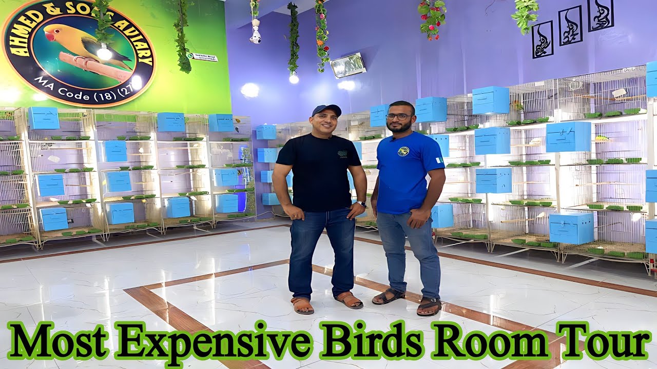 Most Expensive BIRDS ROOM TOUR |Love Birds Mutations Breeding Setup Visit Ahmed & Sons @SYEDBIRDS