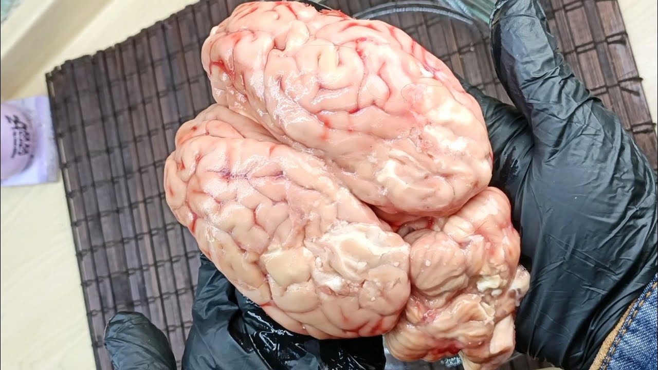 نظفت مخ العجل لقيت ألماظ ودهب بطريقه الشرقاوي اعمليه أنا دافعه فيه ❌ فى الاول استغربت بس انبهرت