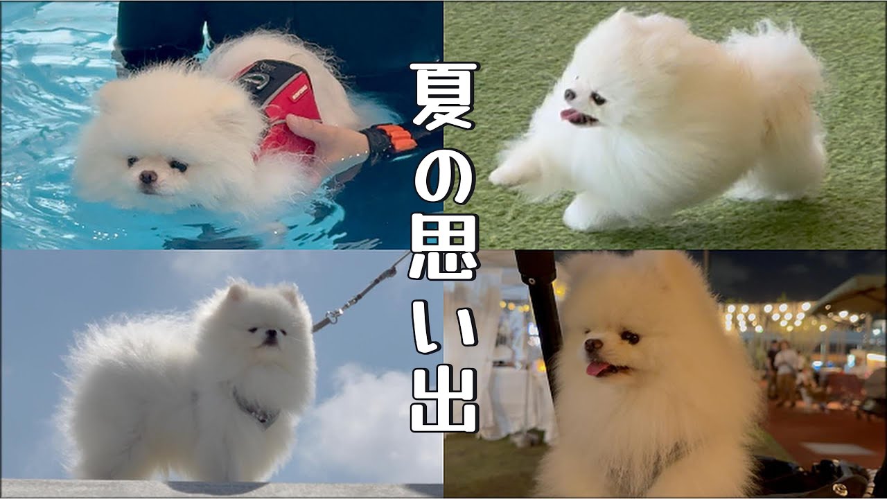 白ポメの夏Vlog｜海・夏祭り・水泳・ドッグラン