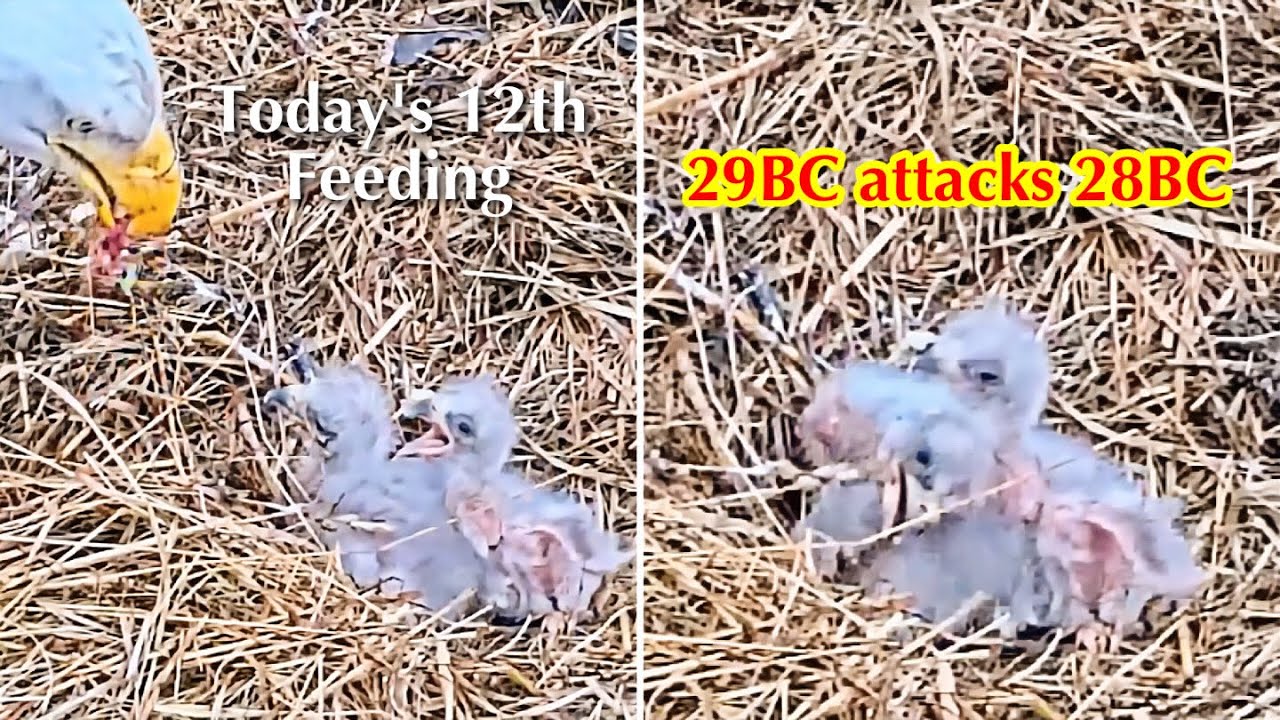 #33🦅BC28🐥3° & BC29🐥1°／Bluff City Bald Eagle Nest 2026／Frances💗Franklin ／ETSU/BTES Eagle Cameras