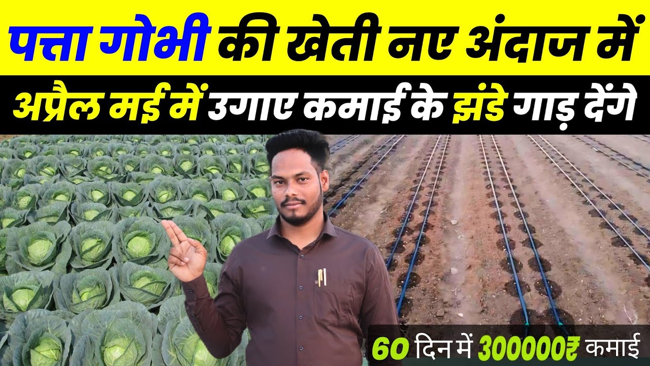 पत्ता गोभी की खेती कब और कैसे करें | Cabbage Farming | Patta Gobhi Ki Kheti Kab Aur Kaise Karen 2024