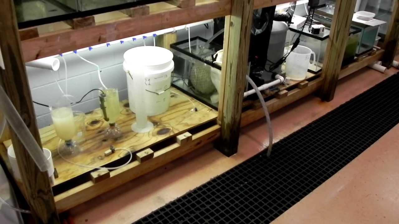 Red porgy (or ornamental) fish larviculture system for aquaculture lab classroom