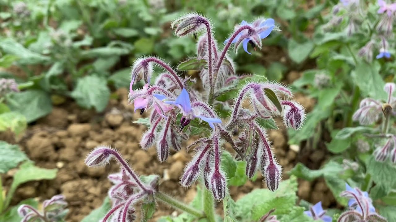 Bees working borage