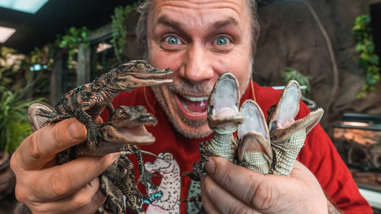 I GOT 6 BABY GATORS!!! | BRIAN BARCZYK