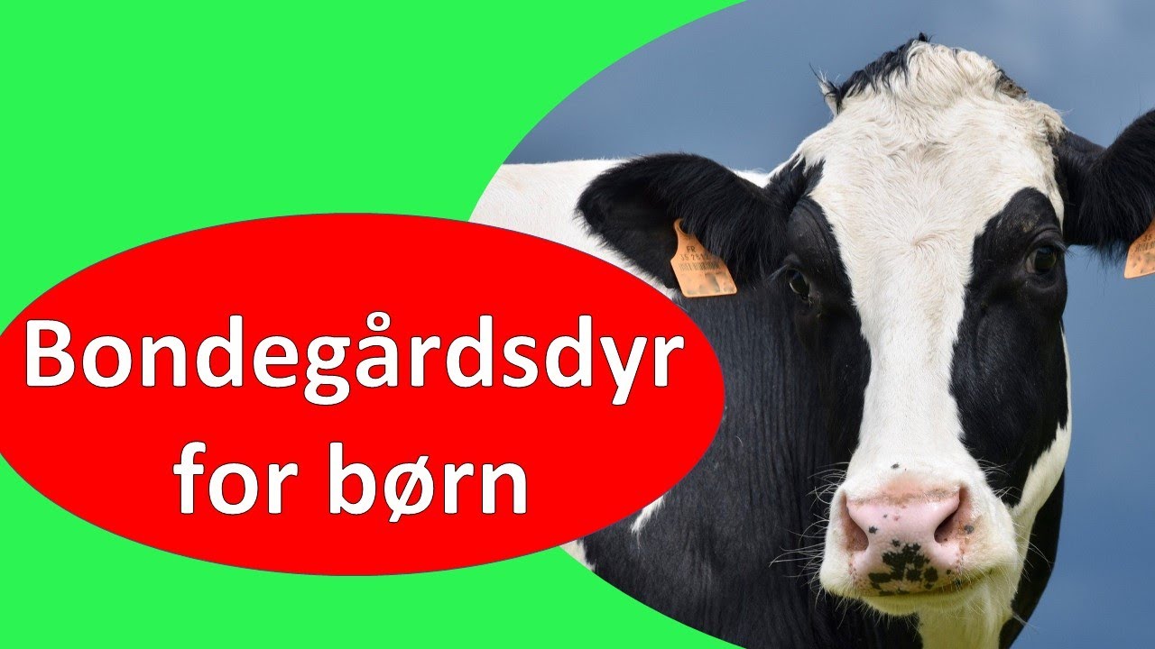 Bondegårds dyr for børn | lær navnene på bondegårdens dyr og hør lydene