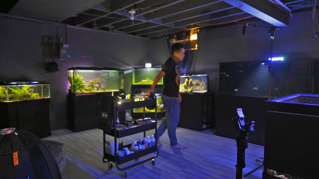 Fishroom Update of The Decade! 😅