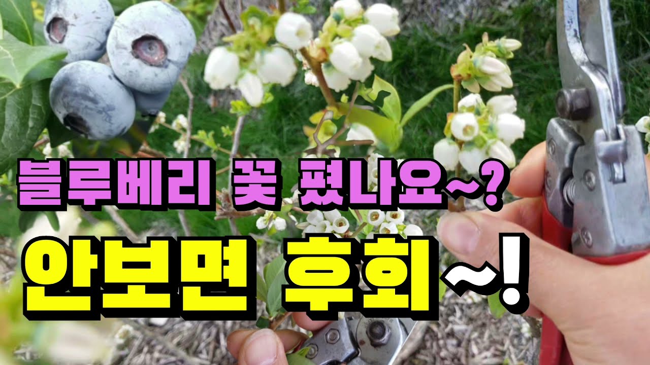 고품질 블루베리 재배를 위한 꽃 반드시 제거 해야 하는 이유와 시기,블루베리 수확량을 좌우하는꽃눈 따주는 방법 총정리,귀농귀촌 텃밭 가정원예 유실수 농사