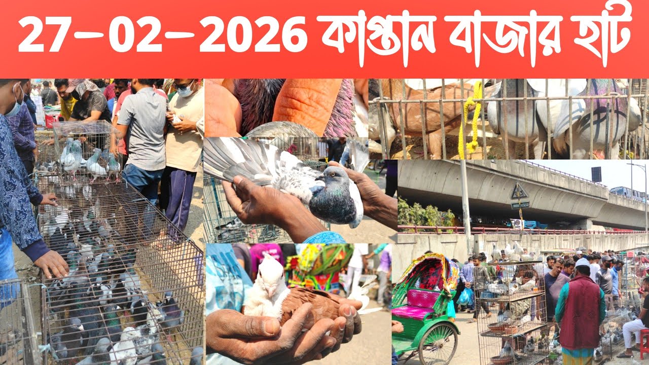 কাপ্তান বাজার কবুতরের হাট 🕊️ 27-2-2026, Kaptanbazar kobutor hat, #kaptan_bazar_kobutor_hat #kabutar