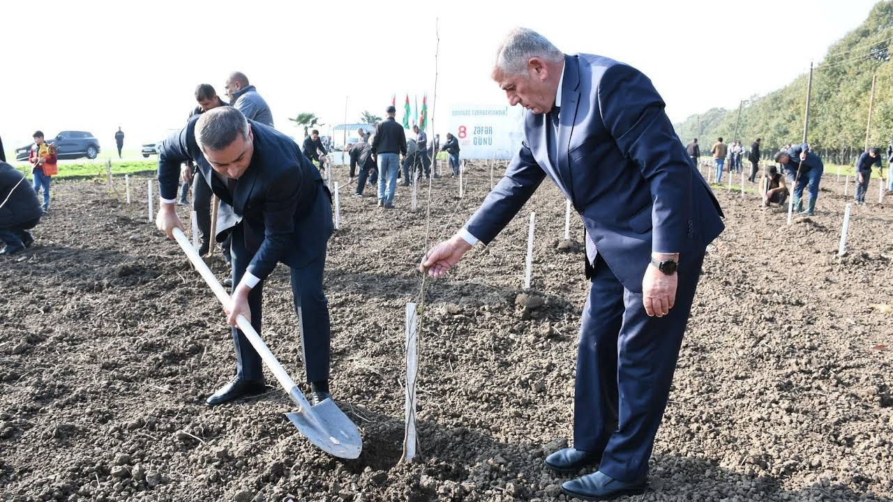 Masallıda Zəfər Gününə həsr olunmuş ağacəkmə aksiyası 08.11.2025
