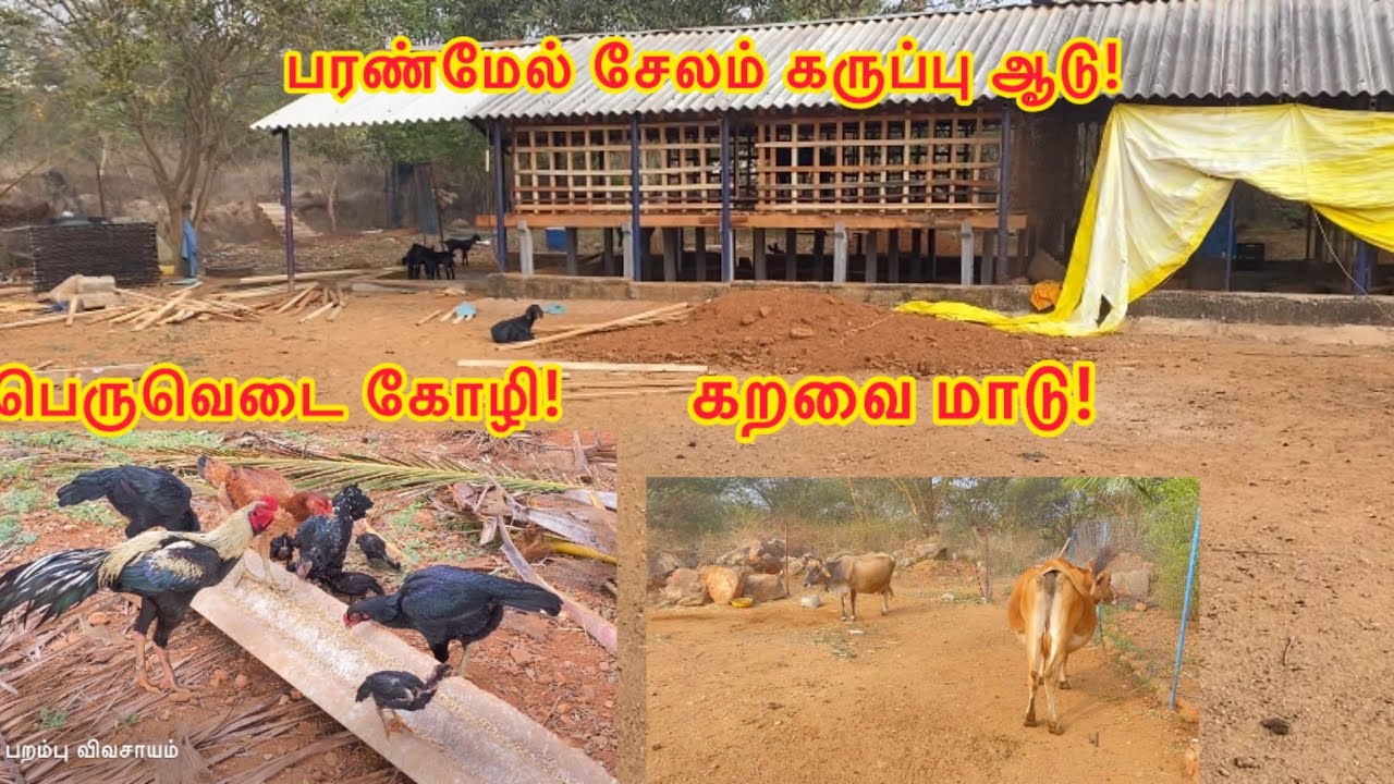 ஒருங்கிணைந்த பண்ணை!சேலம் கருப்பு ஆடு!பெருவெடைகோழி!கறவை மாடு!||integreted farm 