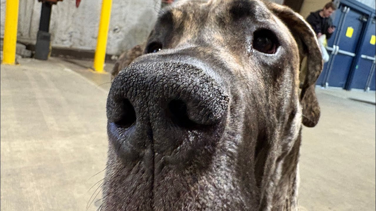 Ciel the service dogs first trip to World of Pet Expo (2026) ft @theservicechronicles 