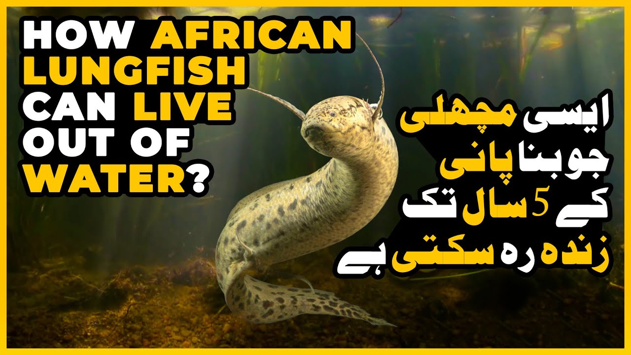 How African Lungfish Can Live Out Of Water | The African Lungfish | Underground Survivalist Fish