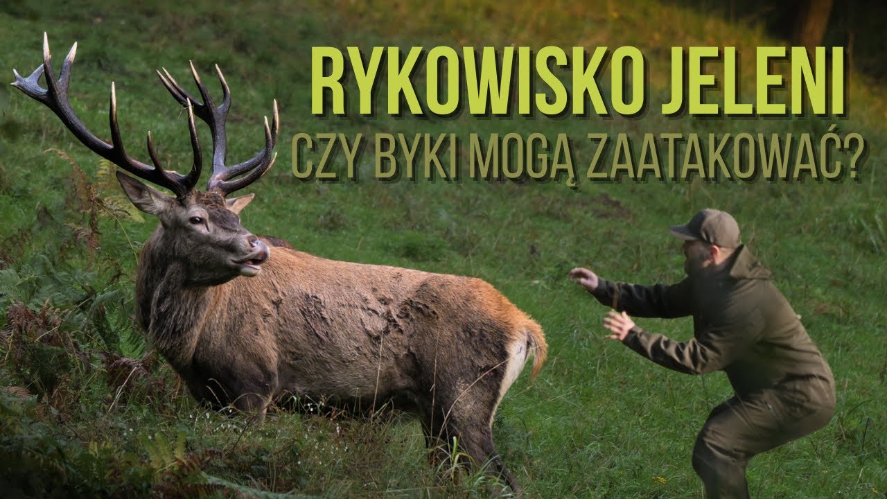 Rykowisko Jeleni w Polsce - Niesamowite Nagrania Rykowiska z Beskidów 🦌