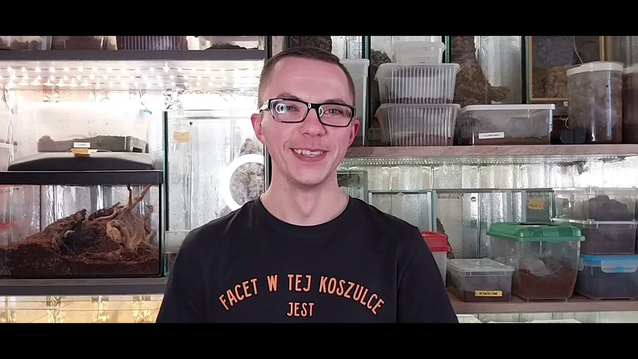 Nowość na hodowli czyli Poecilotheria rufilata na pokładzie :D